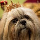 ���� �����, �����������, 61 ��� - ��������� 31 ������� 2015 � ������ ���� ����������