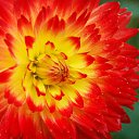 ���� �������, ������ - ��������� 24 ��� 2015 � ������ ���� ����������