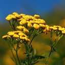 ���� �ocpucm, ������, 48 ��� - ��������� 14 ������� 2015 � ������ ������������, 02.08.2015�