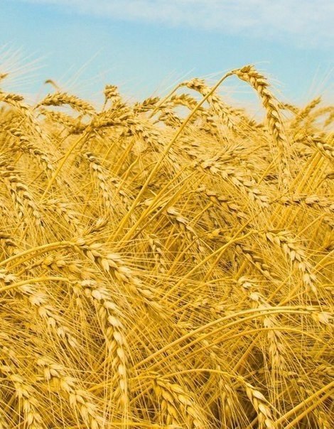 Человек, познавший удовлетворение в любви, не будет искать замены. Получивший в подарок бриллианты ... - 6