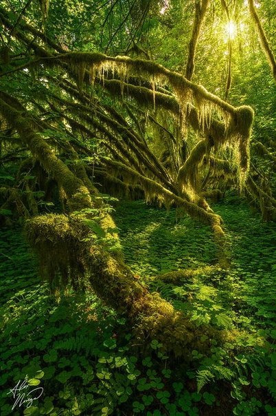  Alex Noriega