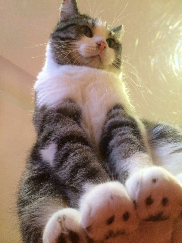 Необычный ракурс: коты, сидящие на стеклянных столиках. - 4