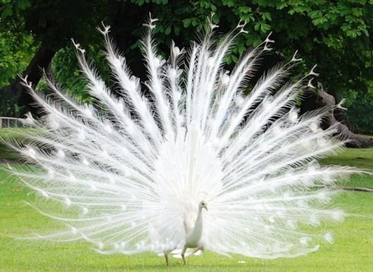 -. (. albus  )     ,  ... - 5