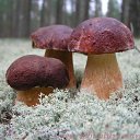 ���� �������, �����-�������, 58 ��� - ��������� 28 ������ 2015 � ������ ������ ��������