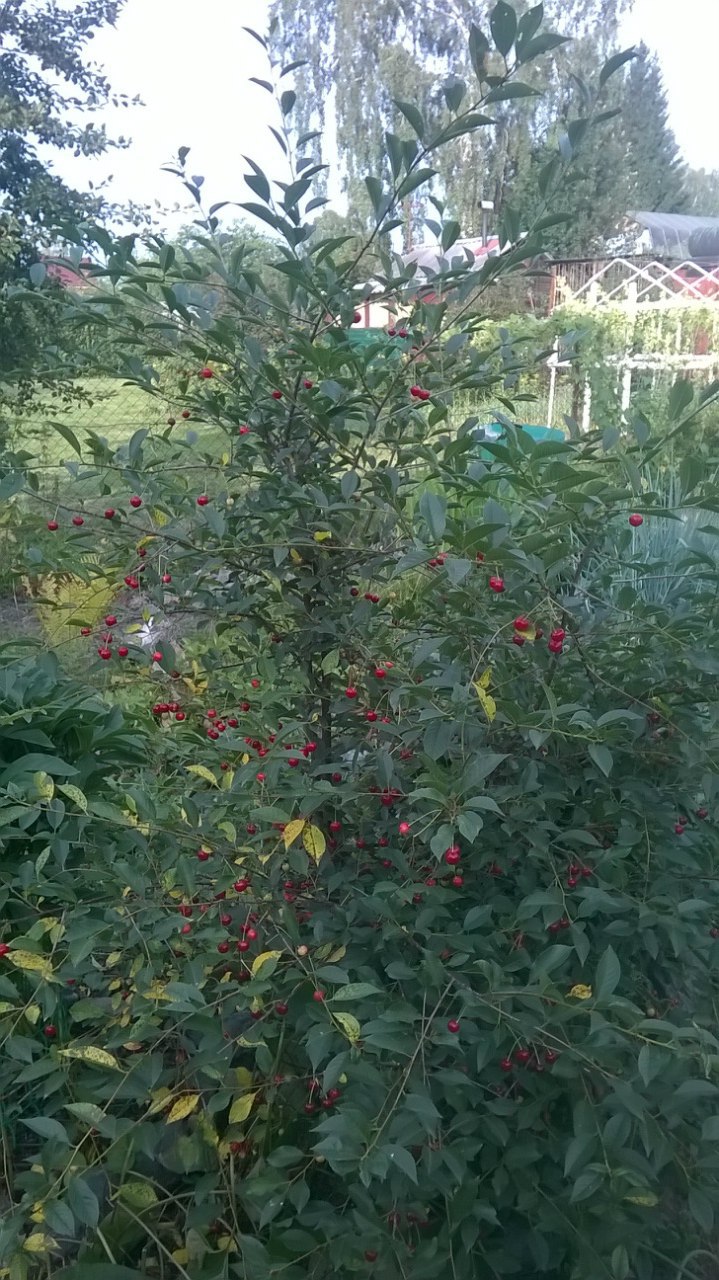 ������� ������������ - 10 ������� 2015 � 21:07 - 2