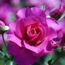 ���� ������, ���������, 56 ��� - ��������� 24 ������ 2015 � ������ ���� ����������