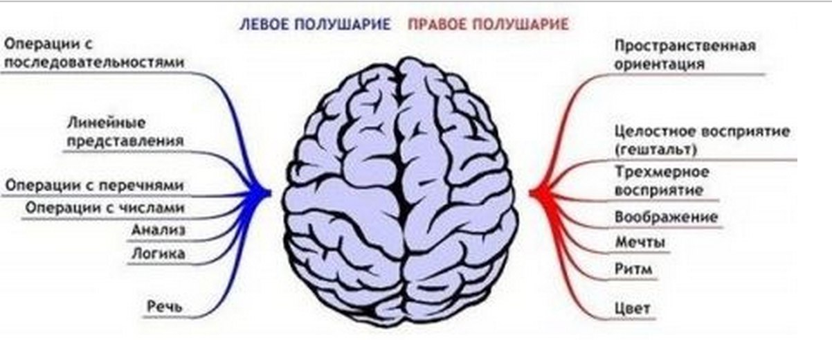 Право полушарие мозга. Левое и правое полушарие. Левое и правое полушарие головного мозга. Функции правого и левого полушария. Левое полушарие и правое полушарие.