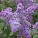 ���� Maikl, ������, 53 ���� - ��������� 27 ��� 2015 � ������ ���� ����������