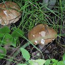 ���� ������, �������, 41 ��� - ��������� 12 ���� 2015 � ������ ����� �����