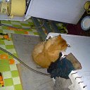 ���� Aleksandr, �����, 37 ��� - ��������� 29 ������ 2015 � ������ ������ ��������