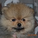 ������� �� ������� ������� ������