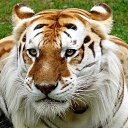  Elena....,  -  3  2015    