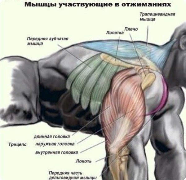 100 отжиманий ВСЕГО за 42 дня! Забери на стену, не потеряй. Шестинедельная программа тренировок