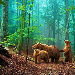 ���� �����, ��������, 37 ��� - ��������� 20 ���� 2015