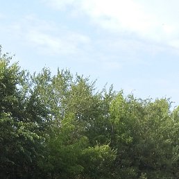 ���������, ����������, 43 ����