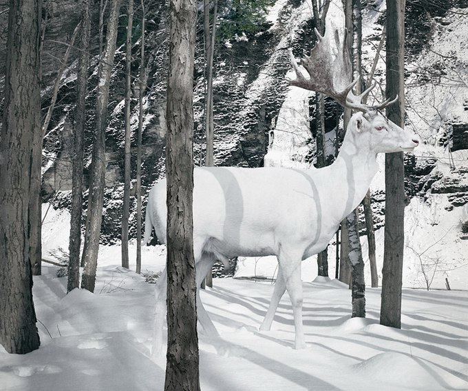   (Simen Johan)  ,    .     1973 ... - 13