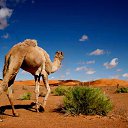 ���� Sofiane, ���� - ��������� 25 ���� 2015 � ������ �ALGERIE�