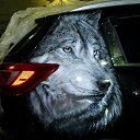���� ������ ������, �����, 52 ���� - ��������� 16 ��� 2015 � ������ ��� �������,��..������� �� �����...�