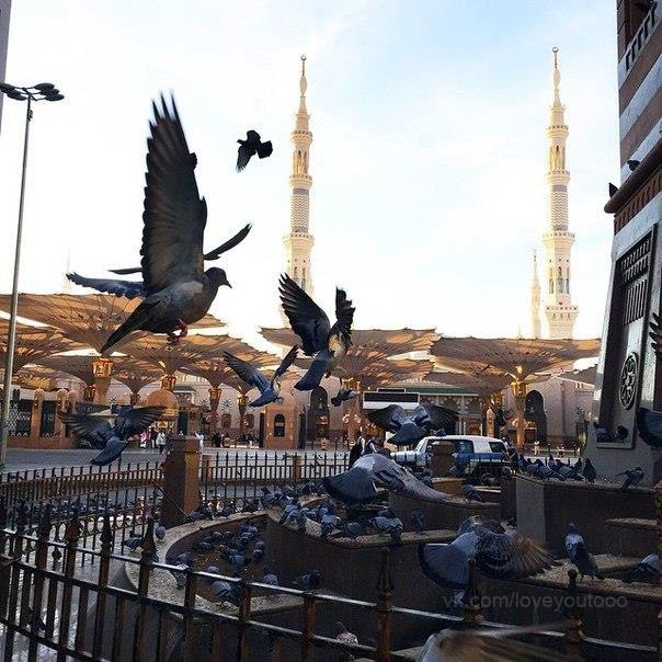 ������� - ������� ������. �. �. �����������