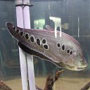 ���� ������, ������, 45 ��� - ��������� 12 ������� 2015 � ������ ���� ����������