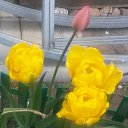 ���� �������, ������������� - ��������� 15 ���� 2015 � ������ ���� ����������