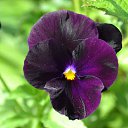 ���� ��������, ������, 48 ��� - ��������� 15 ��� 2015 � ������ ���� ���������..))�