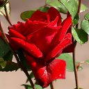 ���� ��������, ���������� - ��������� 3 ��� 2015 � ������ ������ ��������