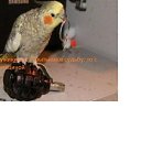 ���� ����, ����, 71 ��� - ��������� 20 ������� 2015 � ������ ���� ����������