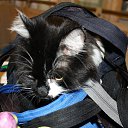  , -, 54  -  12  2015   