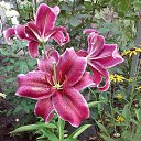 ���� �����, ���������, 56 ��� - ��������� 3 ������� 2015 � ������ ���� ����������