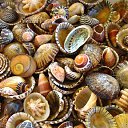 ���� Osama, �������, 61 ��� - ��������� 30 ���� 2015 � ������ ������ ��������