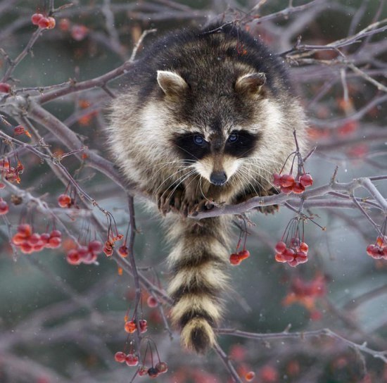 Живая природа - 14 сентября 2015 в 14:02