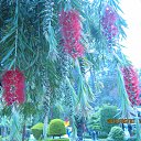 ���� ���������, �����������, 69 ��� - ��������� 18 ��� 2015 � ������ �������.��� 2015�