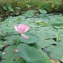 ���� �����, ����������, 57 ��� - ��������� 7 ������� 2015 � ������ ���� ����������