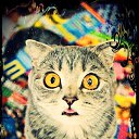 ���� �����, �����������, 43 ���� - ��������� 2 ������� 2015 � ������ ���� ����������