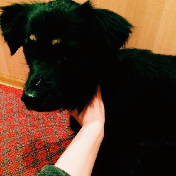 СРОЧНО.Отдам прекрасного мальчика!Добрый, коммуникабельный, с детьми ладит, в добрые руки. Не ... - 3