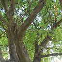    -  ,  -  4  2015    2014.  Ibis.  7-.