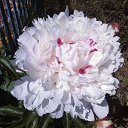 ���� �����, ���������� - ��������� 10 ���� 2015 � ������ ������ ��������