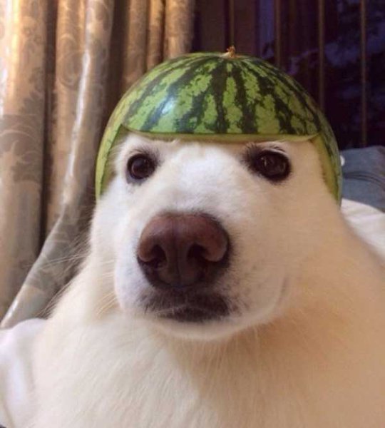 Наш хозяин идиот - 3