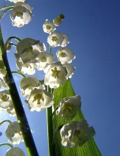 |В| Счастье есть... |В| - 12 августа 2015 в 17:22 - 4