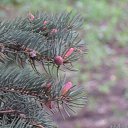 ���� ���������, ������, 65 ��� - ��������� 21 ��� 2015 � ������ ������ 2015�