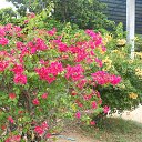    -  ,  -  6  2015    2014.   .  8-.