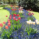 Keukenhof �� ������� ��������� ������