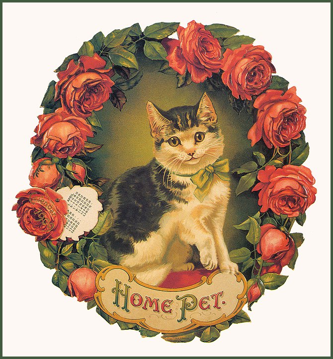 Cat in Old Ilustratives /     - 11