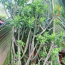    -  ,  -  23  2015    2014.  Lawana.  11-. (2 )