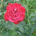 ���� �������, ����, 69 ��� - ��������� 22 ���� 2015 � ������ ������ ��������