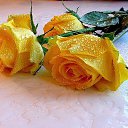 ���� ������, ������� - ��������� 28 ��� 2015 � ������ ������ ��������