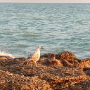 ���� ����, �����������, 50 ��� - ��������� 30 ���� 2015 � ������ ���� ����������