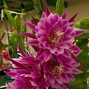 ���� �������, ����, 72 ���� - ��������� 20 ������� 2015 � ������ ������ ��������