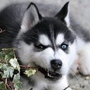 ���� Renovation, ���, 38 ��� - ��������� 2 �������� 2015 � ������ ���� ����������